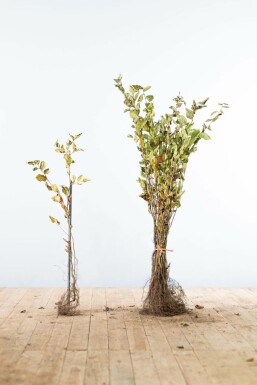 Carpinus betulus Avenbok häck 60-80 barrotade Carpinus betulus 60-80 cm