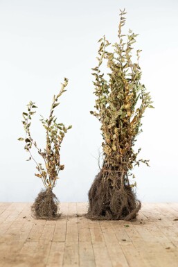 Carpinus betulus Avenbok häck 80-100 barrotade Carpinus betulus 80-100 cm