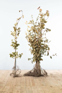 Fagus sylvatica Bok häck 100-125 barrotade Fagus sylvatica 100-125 cm