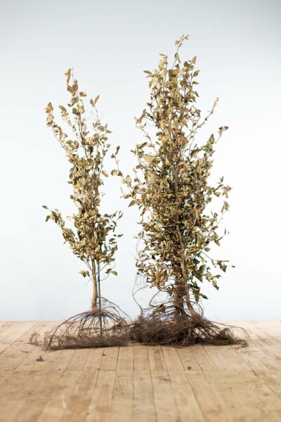 Fagus sylvatica 175-200 cm