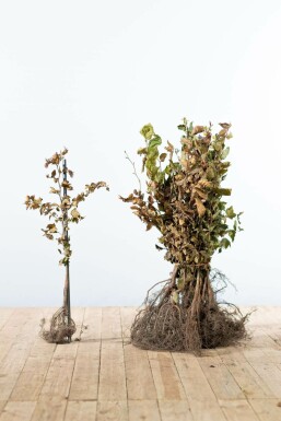 Fagus sylvatica 40-60 cm