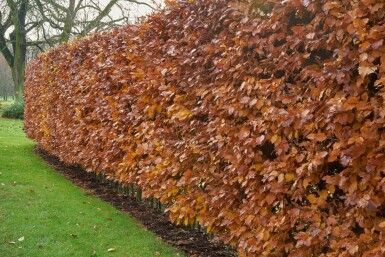 Fagus sylvatica Bok hÀck 40-60 barrotade Fagus sylvatica 40-60 cm