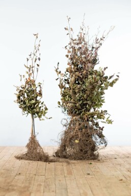 Fagus sylvatica 'Atropunicea' Purple beech häck 100-125 barrotade Fagus sylvatica 'Atropunicea' 100-125 cm