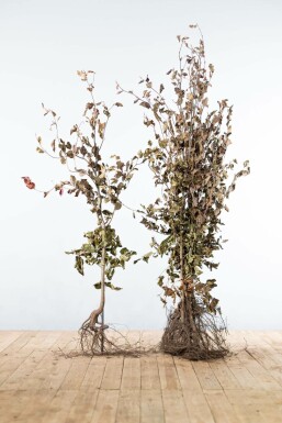 Fagus sylvatica 'Atropunicea' Purple beech häck 125-150 barrotade Fagus sylvatica 'Atropunicea' 125-150 cm