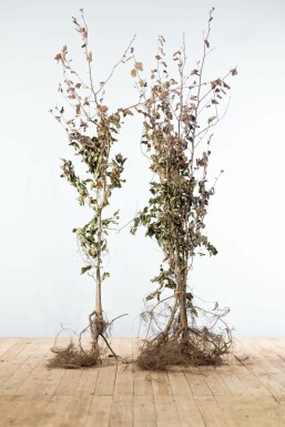 Fagus sylvatica 'Atropunicea' Purple beech häck 175-200 barrotade Fagus sylvatica 'Atropunicea' 175-200 cm