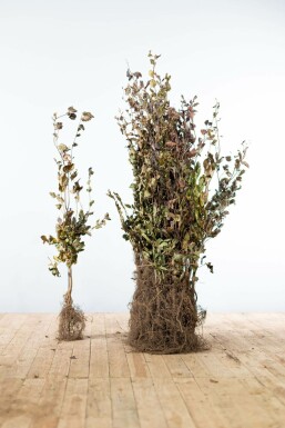 Fagus sylvatica 'Atropunicea' Purple beech häck 60-80 barrotade Fagus sylvatica 'Atropunicea' 60-80 cm