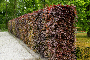 Fagus sylvatica 'Atropunicea' 60-80 cm