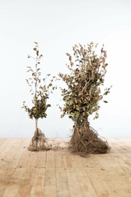 Fagus sylvatica 'Atropunicea' Purple beech häck 80-100 barrotade Fagus sylvatica 'Atropunicea' 80-100 cm