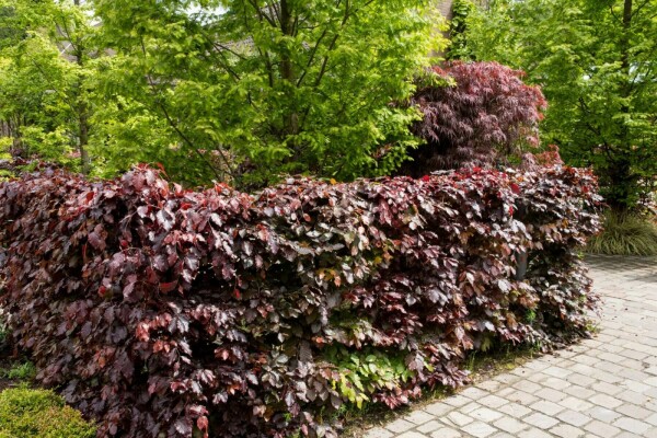 Fagus sylvatica 'Atropunicea' 80-100 cm