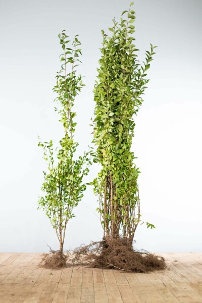 Ligustrum ovalifolium 125-150 cm