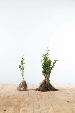 Ligustrum ovalifolium Bredbladig liguster hÀck 40-60 barrotade Ligustrum ovalifolium 40-60 cm