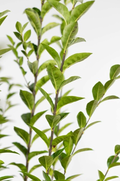 Ligustrum ovalifolium 40-60 cm