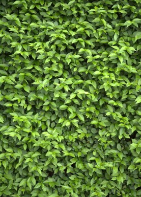 Ligustrum ovalifolium 60-80 cm - Nakna rötter