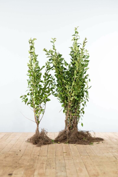 Ligustrum ovalifolium 80-100 cm