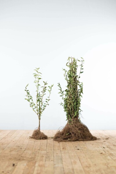 Ligustrum vulgare 'Atrovirens' 60-80 cm