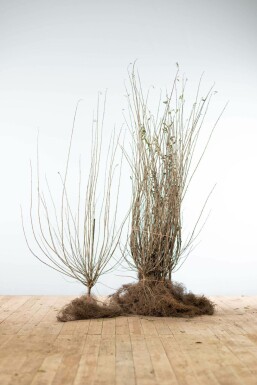 Ligustrum vulgare Liguster hÀck 100-125 barrotade Ligustrum vulgare 100-125 cm