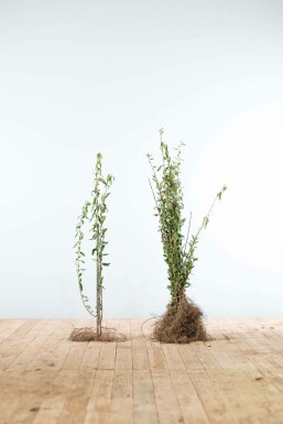 Ligustrum vulgare Liguster hÀck 40-60 barrotade Ligustrum vulgare 40-60 cm