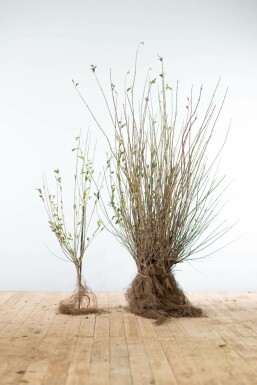 Ligustrum vulgare Liguster hÀck 60-80 barrotade Ligustrum vulgare 60-80 cm