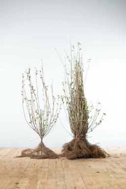 Ligustrum vulgare Liguster hÀck 80-100 barrotade Ligustrum vulgare 80-100 cm