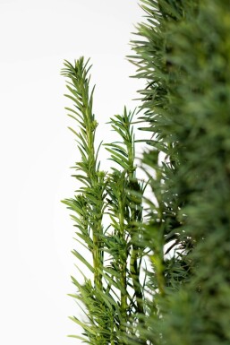 Taxus baccata 'Fastigiata Robusta' 100-120 cm - Rotklump