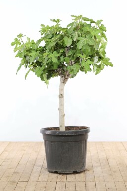 Ficus Carica bonsai 100-125 i kruka Ficus Carica 100-125 cm