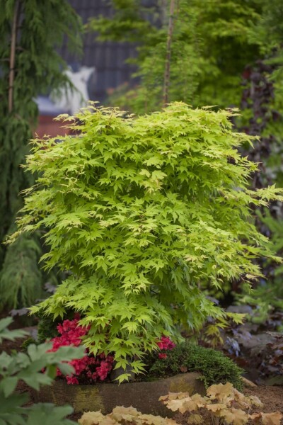 Acer palmatum C7,5 100-125