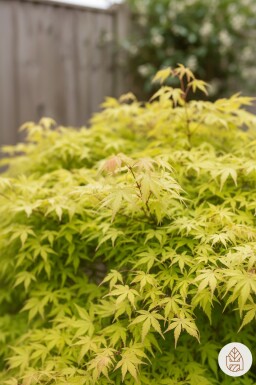 Acer palmatum 'Katsura' buske 50-60 cm