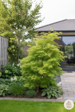 Acer palmatum 'Seiryu' buske 50-60 cm