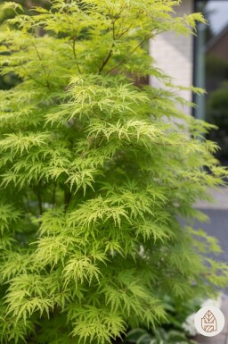Acer palmatum 'Seiryu' buske 50-60 cm