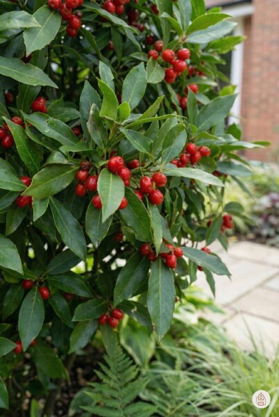 Aucuba japonica 'Rozannie' buske 20-30 cm