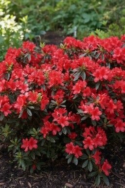Azalea japonica 'Hot Shot' buske 20-25 cm