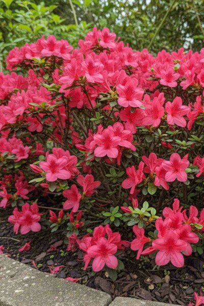 Azalea japonica 'Moederkensdag' buske 20-25 cm