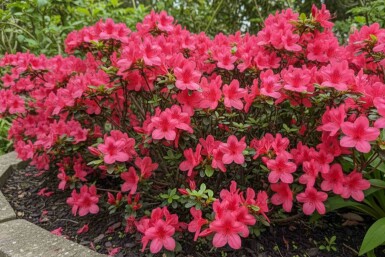 Azalea japonica 'Moederkensdag' buske 20-25 cm