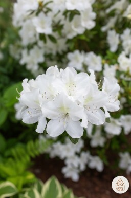 Azalea japonica 'Pleasant White' buske 20-25 cm