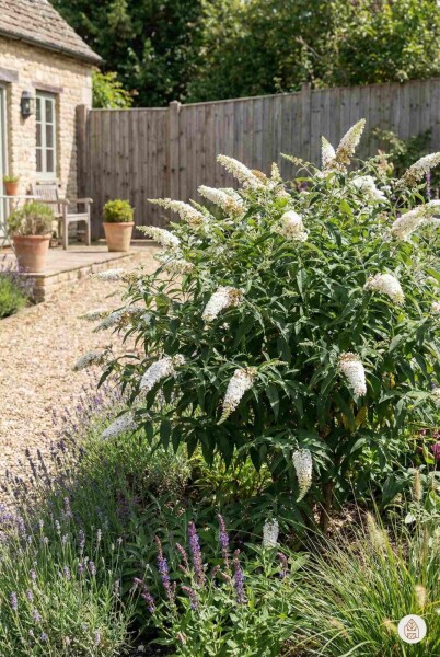 Buddleja davidii 'White Profusion' buske 80-100 cm