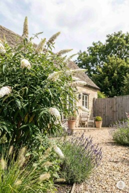 Buddleja davidii 'White Profusion' buske 80-100 cm