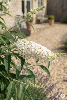 Buddleja davidii 'White Profusion' buske 80-100 cm