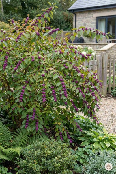 Callicarpa bodinieri 'Profusion' buske 60-80 cm