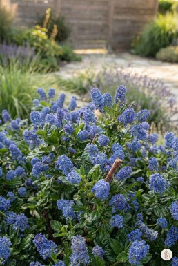 Ceanothus thyrsiflorus 'Repens' buske 30-40 cm