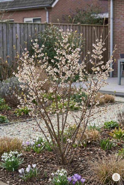 Chimonanthus praecox buske 40-60 cm