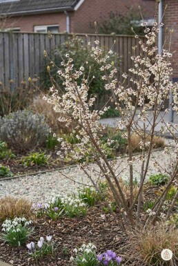 Chimonanthus praecox buske 40-60 cm