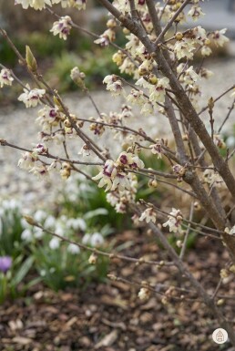 Chimonanthus praecox buske 40-50 cm