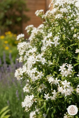 Choisya ternata 'White Dazzler' buske 20-30 cm