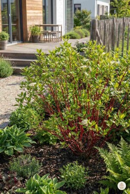 Cornus alba 'Sibirica' buske 40-60 cm