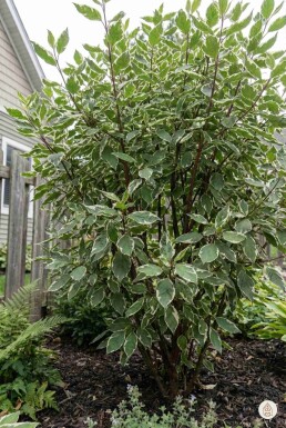 Cornus alba 'Sibirica Variegata' buske 50-60 cm