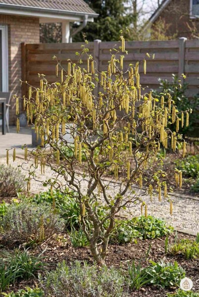Corylus avellana 'Contorta' buske 100-125 cm