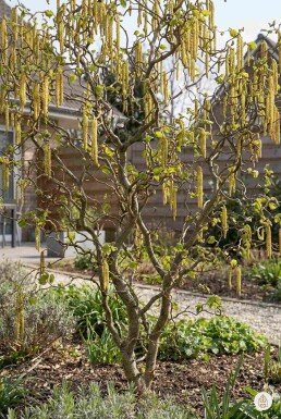 Corylus avellana 'Contorta' buske 60-70 cm