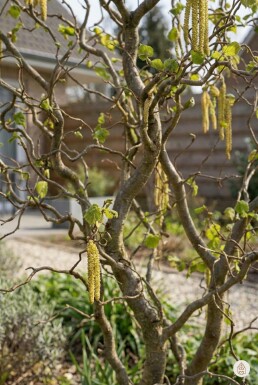 Corylus avellana 'Contorta' buske 60-70 cm