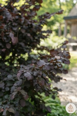 Corylus avellana 'Rode Zellernoot' buske 125-150 cm