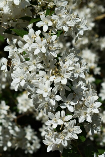 Deutzia gracilis 'Nikko' C10 50-60